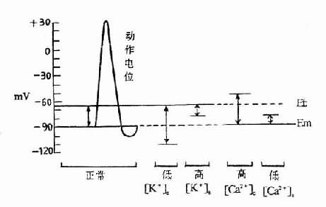 细胞外液K+、Ca2+浓度和正常骨骼肌静息膜电位(Em)与阈电位(Et)的关系