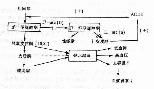11-β羟化酶(11-ase)和17-α 羟化酶(17-ase)缺乏时发生高血压机理示意图