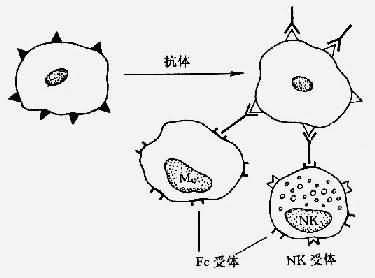 抗体依赖细胞介导细胞毒作用(ADCC)示意图