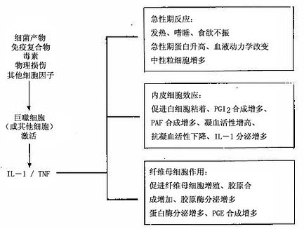 IL-1和TNF在炎症中的主要作用