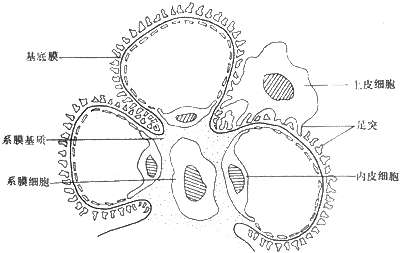 ��С��СҶʾ��ͼ