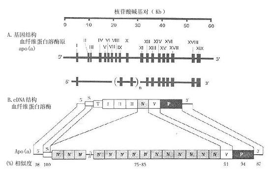 Apo(a)与血纤维蛋白溶酶原基因结构(A)与cDNR结构(B)的比较