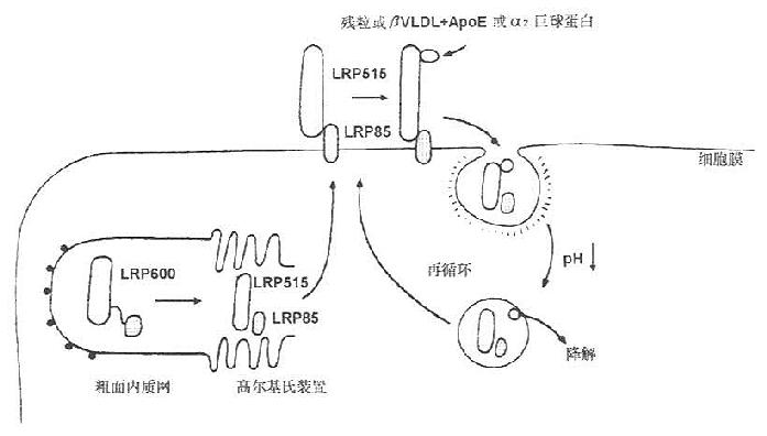 LDL受体蛋白(LRP)的结构与代谢