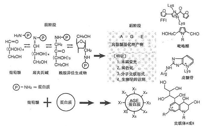 Maillard反应(前后两阶段)与AGE结构体