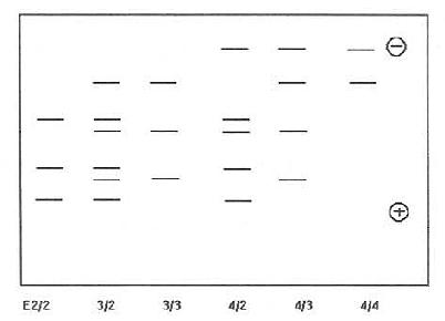 6种ApoE表型免疫印迹图(模式)