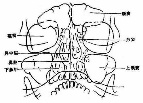 正常副鼻窦,华氏位(Water)