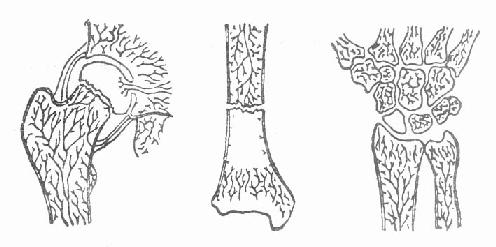 血循环不佳,易发生延迟连接、不连接或无菌性坏死