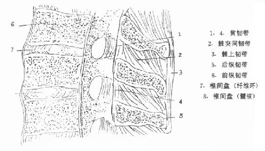 脊柱矢状面,显示脊柱韧带与椎间盘组织