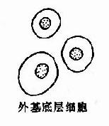 复层扁平(鳞状)上皮各层脱落细胞示意图