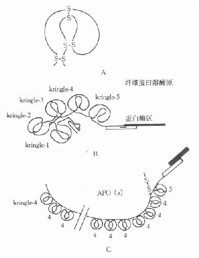 载脂蛋白(a)结构示意图