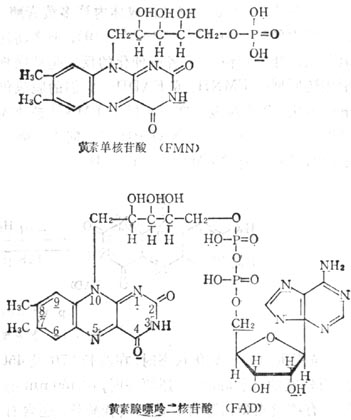 核黄素嘌呤二核苷酸(FAD)