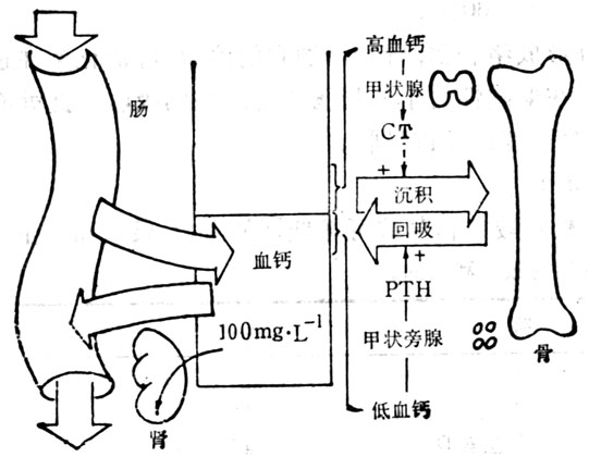 控制血钙水平的因素
