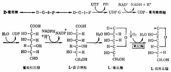 抗坏血酸的生物合成