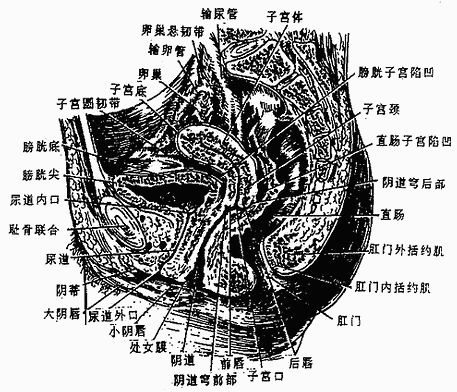 女性盆腔正中矢状切面(右)