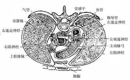 上纵隔 (平第4胸椎横断面)上面观