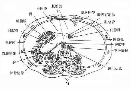腹腔横断面(通过网膜孔)