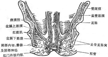 盆腔后部冠状断面和模式图