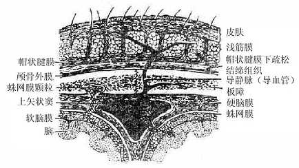 颅顶层次(额状断面)