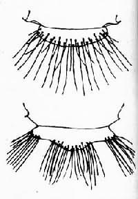 按蚊(上)和库蚊、伊蚊(下)的小盾片