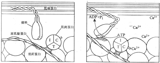 Ca2+通过和肌钙蛋白的结合,诱发横桥和肌纤蛋白之间的相互作用
