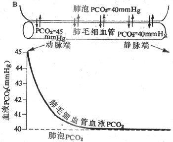肺毛细血管血液从肺泡摄取O2(A)和向肺泡排出CO2(B)的过程