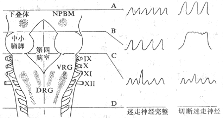脑干呼吸有关核团(左)和在不同平面横切脑干后呼吸的变化(右)示意图