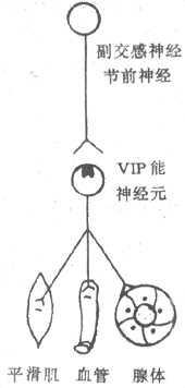 血管活性肠肽(VIP)能神经支配的设想图