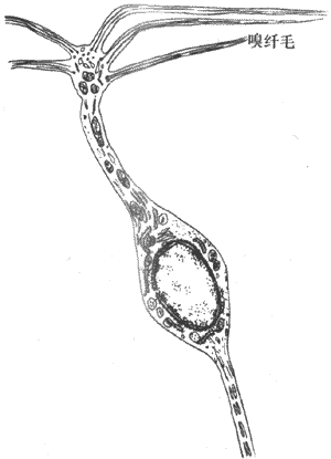 嗅细胞(双极细胞)