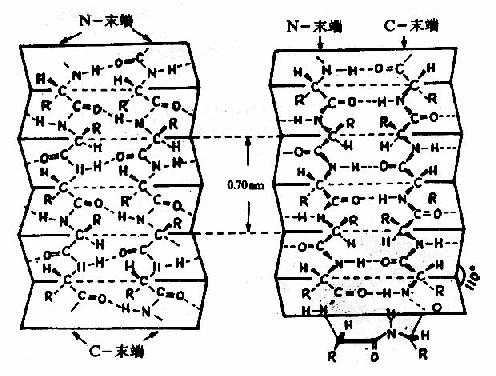 蛋白质分子中的β-片层结构