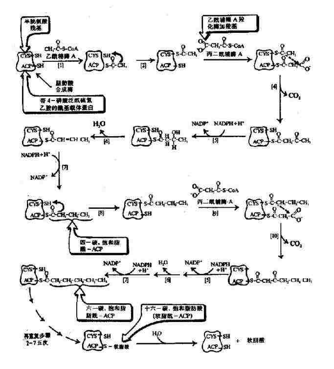 原核生物脂肪酸合成酶复合物生成软脂酸(16:0)