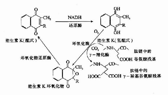 维生素K在谷氨酸残基r-羧化反应中的作用(维生素K循环)