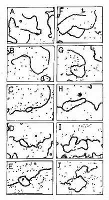 SV40DNA;复制泡生长的电镜图谱