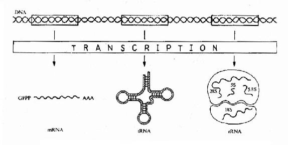 Expression of genetic information bytranscription.