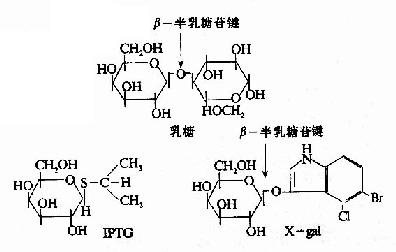 乳糖,IPTG和Xgal的结构