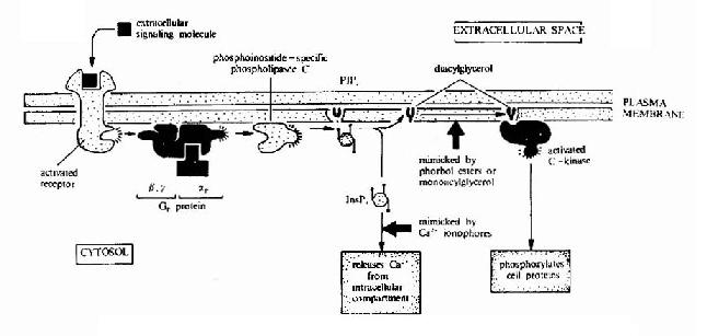 G蛋白偶联型受体-G蛋白-磷脂酶C信号转导途径示意图