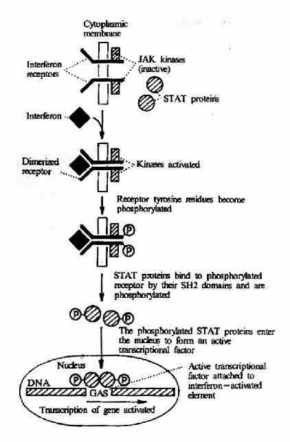 γ-干扰素受体介导的信号转导过程