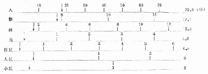 ���ֶ���ƽ����������Ӧʱ�ڡ����ű�ʾ����ĳ���ʱ��