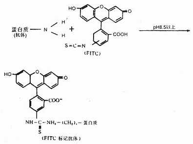 抗体的FITC标记反应式