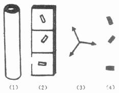 示管状器官的垂直切片