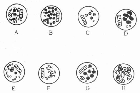 神经末梢突触中囊泡类型
