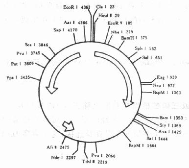pBR322的基本结构