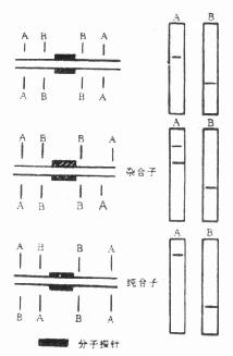 分子印迹杂交法则 RFLPs的示意图