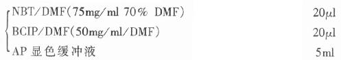 NBT-BCIP显色液