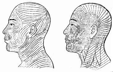 头面部朗氏(Langer’s)线与皱折线(或折皱线)