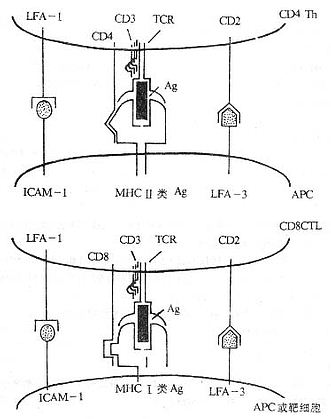 参与T细胞对靶细胞识别的分子(模式图)