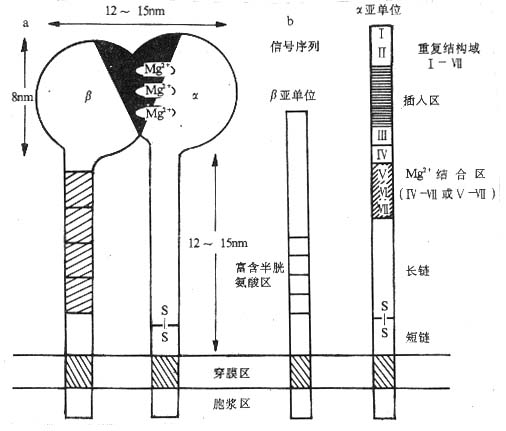 integrin分子的结构(示意图)
