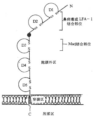 ICAM-1分子的结构(模式图)