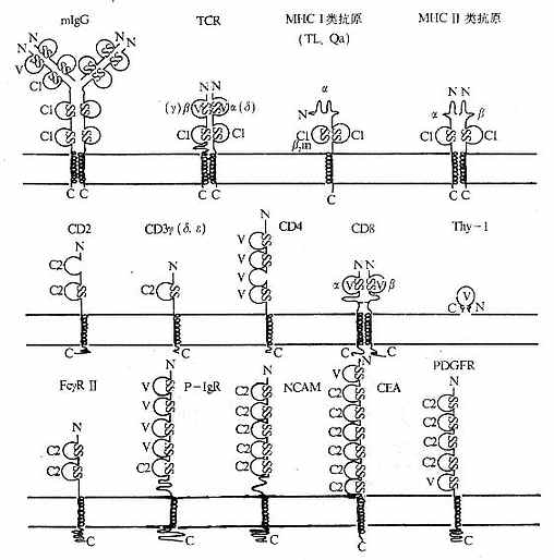 免疫球蛋白超家族V组、C1组和C2组(举例)