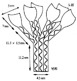 C1q的结构(模式图)