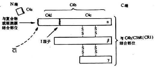 C4分子其裂解片段(模式图)